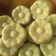 Cooksnap dari Ifa Hanida untuk resep Apem Nasi (Pandan) kukus simple