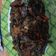 Cooksnap dari yudi arso untuk resep Sambal Belut Goreng