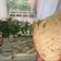 Cooksnap dari Maria Diana Cisarea untuk resep ±📑 Roti tawar eggles (tanpa telur, empuk, lentur, berserat..)