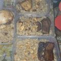 Cooksnap dari Titing Widowati68 untuk resep Nasi kebuli sapi