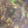 Cooksnap dari Evytrianii untuk resep Mi ayam mudah