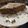 El cooksnap de delfisie@gmail.com cuando hizo Budín húmedo de banana fit.
