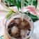Cooksnap của Phan Bao Van khi họ làm theo món Chè đậu đen bột khoai