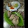 Cooksnap dari Zah Hidraaz untuk resep Ayam Pop