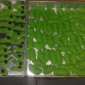 Cooksnap dari Sefty Alaza untuk resep Semprit ulat