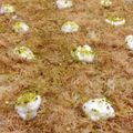صورة من 😍 مطبخ راية 😍، شاركها بعد تجربة وصفة طريقة عمل بين نارين