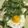 Lesley Pulsipher's cooksnap of when they made Asparagus and Eggs.