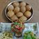 Geeta Panchbhai का कुकस्नैप जब उन्होंने आटे के गोलगप्पे (aate k golgappe recipe in Hindi) बनाया था।