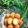 Cooksnap dari Fatikha Amr untuk resep Cilok Crispy