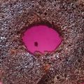 Cooksnap dari Annisa Azzahra untuk resep Bolu Karamel Sarang Semut