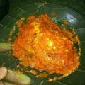 Cooksnap dari Risky Puspita untuk resep Balado Telor Ceplok by Ezelea