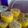 Cooksnap dari Chinatsu Narita untuk resep Cupcake kukus labu toping kacang pake rice cooker