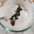 کوک اسنپ modesa Kitchen بعد از امتحان کردن کدوسبز سرخ شده با ماست 🌸.