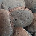 El cooksnap de Patricia Albarado de Martorelli cuando hizo Galletitas Pepitos de chocolate 🍪.