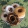 Cooksnap dari Devi untuk resep Donat lembut ala cafe
