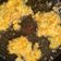 Cooksnap dari mitacarolina untuk resep 160. Bakwan Jagung Kriuk ala Manado