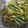 Pinal Patel's cooksnap of when they made રાયતા મરચાં (Raita Marcha Recipe In Gujarati).