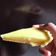 Cooksnap dari Furima Dharmayanti untuk resep Pie Susu Teflon