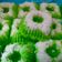 Cooksnap dari Widi Wiyana untuk resep Putu Ayu Aroma Pandan