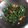 Cooksnap dari meme untuk resep Sayur caisin