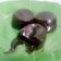 Cooksnap dari Shanty Adi untuk resep Coklat lava cake / molten cake / chocolate lava