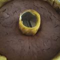 Cooksnap dari diana mayasari untuk resep Bolu panggang coklat 4 telur