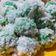Cooksnap dari Madewithluv untuk resep Kelepon Ketan Gula Merah