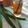 Cooksnap dari Laras Yunia Kurniawati untuk resep Es Teh Pandan