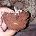 Cooksnap dari Ati Suhaeti Sudrajat untuk resep Bolu pisang coklat