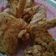 Cooksnap dari Yuli Setianingsih untuk resep Ayam Kentucky
