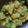 Soumi Mukherjee's cooksnap of when they made ঝিঙে আলু পোস্ত(Jhinge aloo posto recipe in bengali).