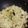 Mukta Shukla 's cooksnap of when they made Lemon Rice.