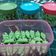 Cooksnap dari Riyania Supono untuk resep Kue kering ulat daun tanpa oven 3 bahan buat lebaran