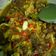 Cooksnap dari Umi Dzar untuk resep Tongseng Sapi