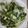 Cooksnap của Seo Bin khi họ làm theo món Cải thìa xào tỏi🌿🌿