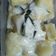 Cooksnap dari Indah Wardhani untuk resep Sweet casava / singkong thailand