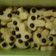 Cooksnap dari Noer Hassanah untuk resep Cookies teflon Dan oven