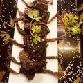 Shobha Deshmukh's cooksnap of when they made खुसखुशीत अळू वडी (alu vadi recipe in marathi).