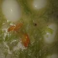 Cooksnap dari julia untuk resep Sayur Jipang/Manisa endess surendes ala Solo Non MSG