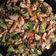 El cooksnap de nuria cuando hizo Pollo, brócoli y champiñones con salsa de soja.