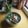 Cooksnap Ani Delighted semasa beliau membuat Kerabu Daun Selom.