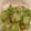 Grace 的 涼拌刈菜心 cooksnap