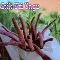 Cooksnap dari Koki Bayi 🍭 untuk resep Stick Ubi Ungu Renyah