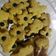 Cooksnap dari Trisapta untuk resep Milo Cheese Cookies