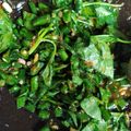 Cooksnap dari irma desyanti untuk resep Pencok Kacang Panjang (Karedok Kacang Panjang)