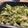 rika's cooksnap of when they made Baked Romanesco and Savoy cabbage.