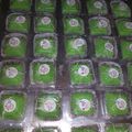 Cooksnap dari Fie_chayaNkpooh😉 untuk resep Bolu Pandan Mini Kukus 🌿