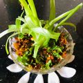 Anita Desai's cooksnap of when they made स्प्रिंग ओनिअन सब्जी (Spring Onion Sabji Recipe In Marathi).