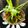 Anita Desai's cooksnap of when they made स्प्रिंग ओनिअन सब्जी (Spring Onion Sabji Recipe In Marathi).