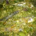 Cooksnap dari bundabilly untuk resep Ikan cue lapis cabe ijo
